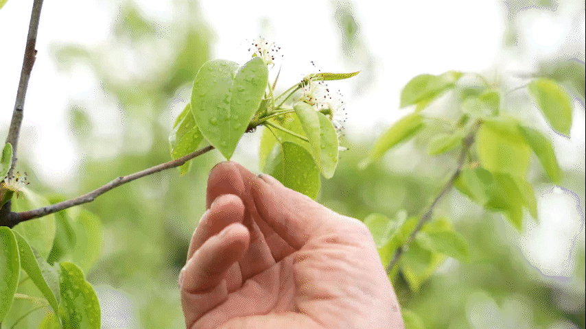 Blossom and Blight